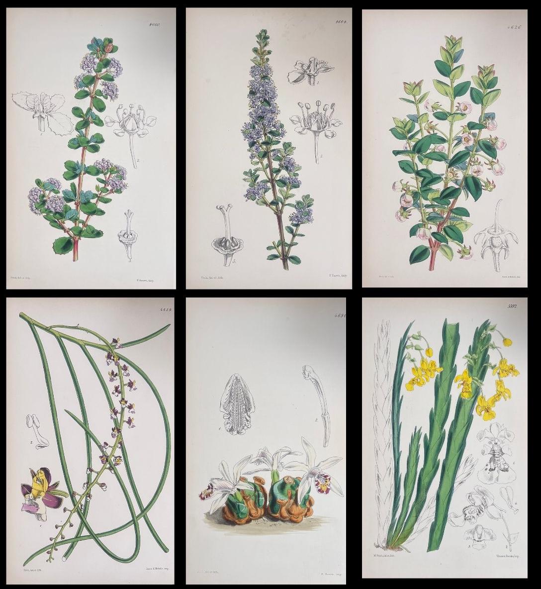 Unknown Still-Life Print – Satz von sechs feinen antiken britischen handkolorierten botanischen Drucken, um 1900