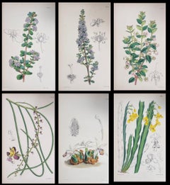 Satz von sechs feinen antiken britischen handkolorierten botanischen Drucken, um 1900