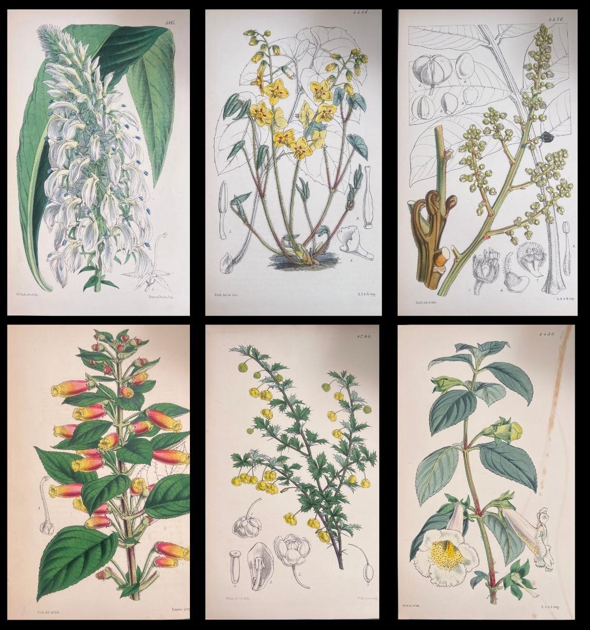 Unknown Still-Life Print – Satz von sechs feinen antiken britischen handkolorierten botanischen Drucken, um 1900