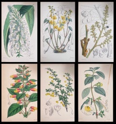 Satz von sechs feinen antiken britischen handkolorierten botanischen Drucken, um 1900