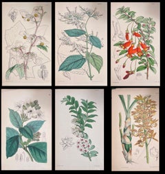 Satz von sechs feinen antiken britischen handkolorierten botanischen Drucken, um 1900