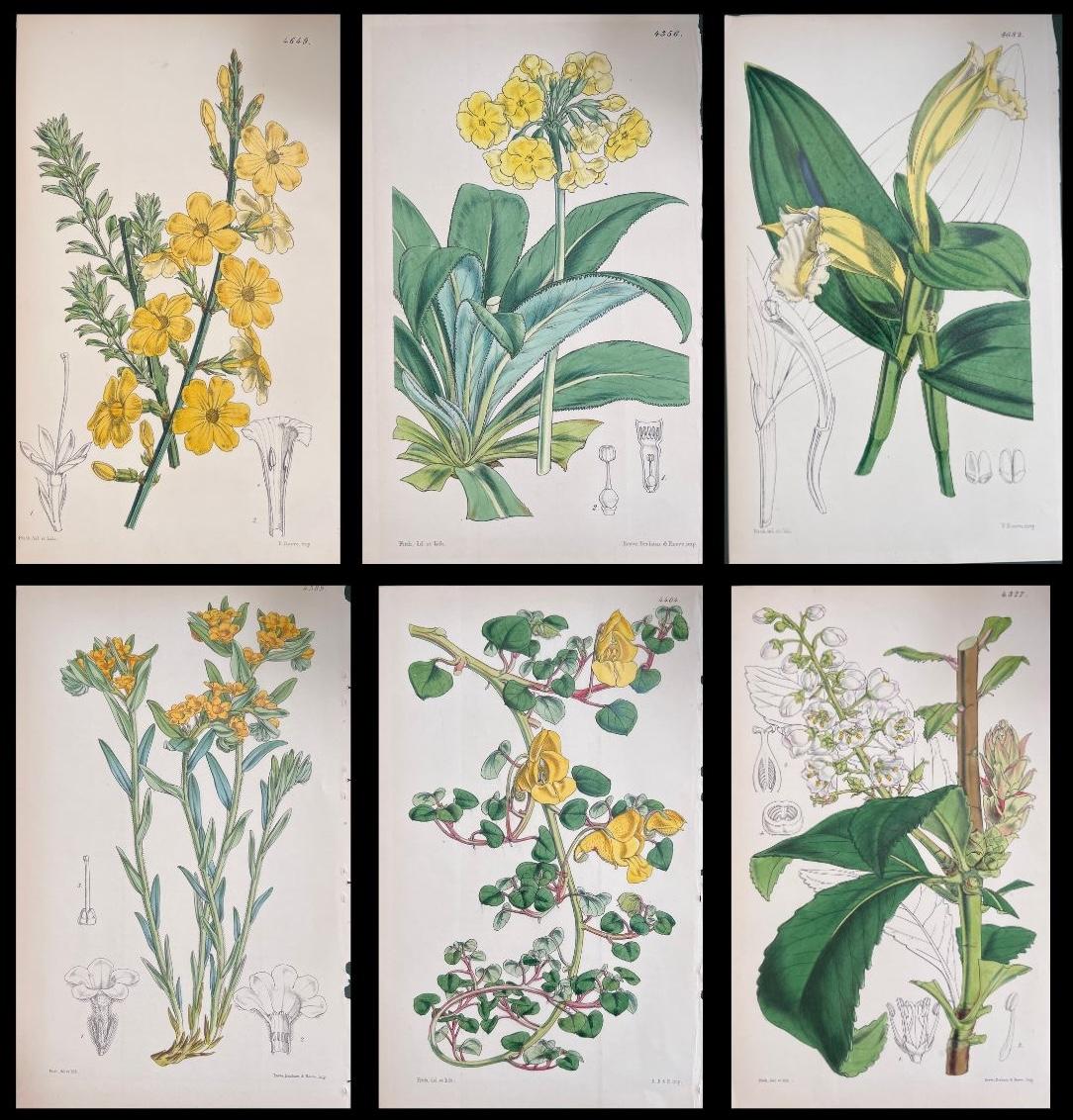 Unknown Still-Life Print - Set of Six Fine Antique British Hand Coloured Botanical Prints, circa 1900's
