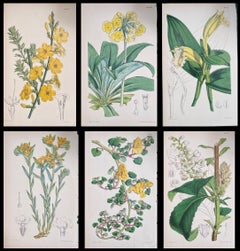 Satz von sechs feinen antiken britischen handkolorierten botanischen Drucken, um 1900