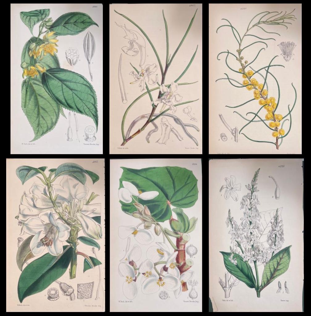 Unknown Still-Life Print - Set of Six Fine Antique British Hand Coloured Botanical Prints, circa 1900's