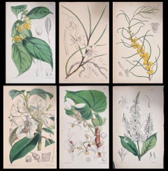 Satz von sechs feinen antiken britischen handkolorierten botanischen Drucken, um 1900
