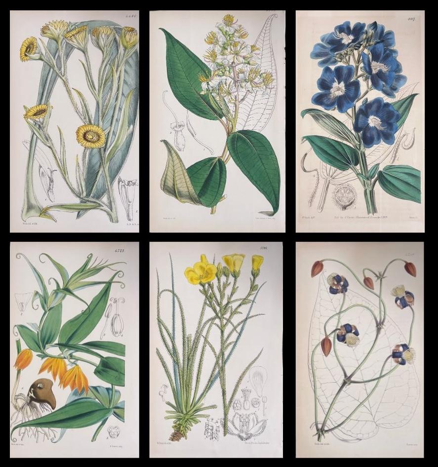 Satz von sechs feinen antiken britischen handkolorierten botanischen Drucken, um 1900 – Art von Unknown
