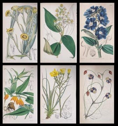 Satz von sechs feinen antiken britischen handkolorierten botanischen Drucken, um 1900