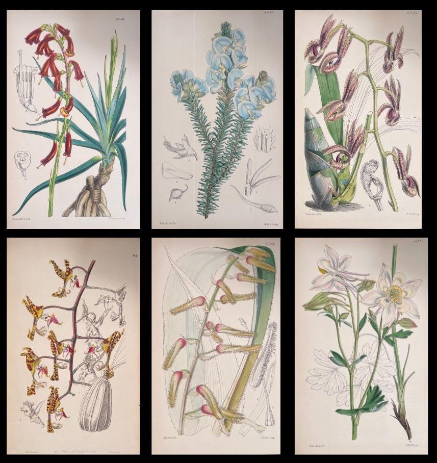 Satz von sechs feinen antiken britischen handkolorierten botanischen Drucken, um 1900 – Art von Unknown