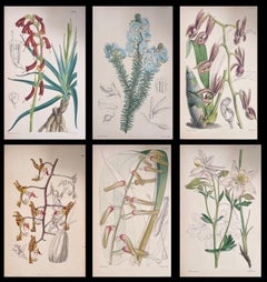 Satz von sechs feinen antiken britischen handkolorierten botanischen Drucken, um 1900