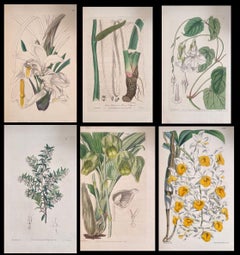 Satz von sechs feinen antiken britischen handkolorierten botanischen Drucken, um 1900