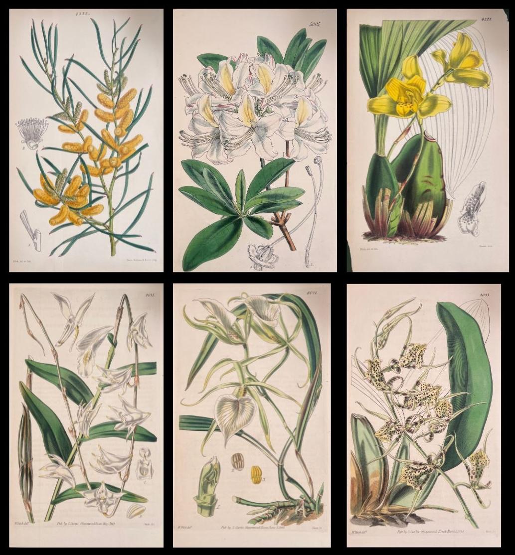 Unknown Still-Life Print – Satz von sechs feinen antiken britischen handkolorierten botanischen Drucken, um 1900