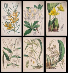Satz von sechs feinen antiken britischen handkolorierten botanischen Drucken, um 1900