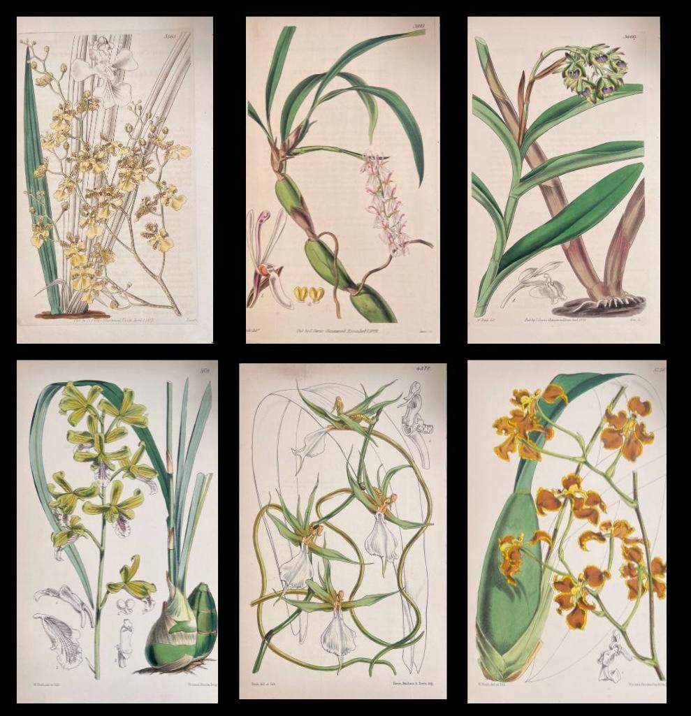 Set of Six Fine Antique British Hand Coloured Botanical Prints, circa 1900's - Art by Unknown