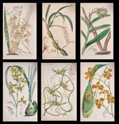 Set of Six Fine Antique British Hand Coloured Botanical Prints, circa 1900's