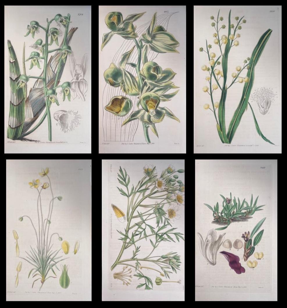Set of Six Fine Antique British Hand Coloured Botanical Prints, circa 1900's - Art by Unknown