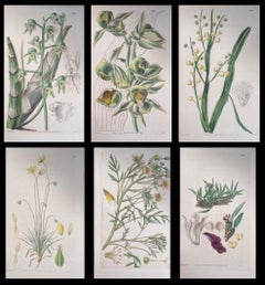 Conjunto de seis finos grabados botánicos británicos antiguos coloreados a mano, alrededor de 1900