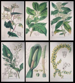 Conjunto de seis finos grabados botánicos británicos antiguos coloreados a mano, alrededor de 1900