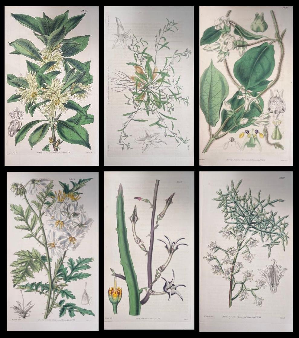 Unknown Still-Life Print - Set of Six Fine Antique British Hand Coloured Botanical Prints, circa 1900's