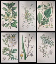 Conjunto de seis finos grabados botánicos británicos antiguos coloreados a mano, alrededor de 1900