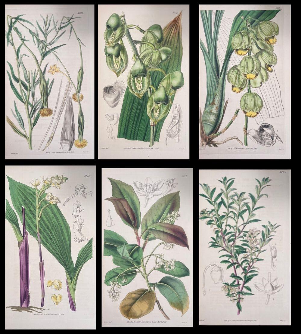 Set of Six Fine Antique British Hand Coloured Botanical Prints, circa 1900's - Art by Unknown