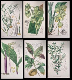 Conjunto de seis finos grabados botánicos británicos antiguos coloreados a mano, alrededor de 1900