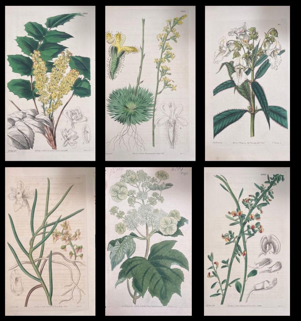 Unknown Still-Life Print - Set of Six Fine Antique British Hand Coloured Botanical Prints, circa 1900's