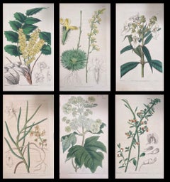 Conjunto de seis finos grabados botánicos británicos antiguos coloreados a mano, alrededor de 1900