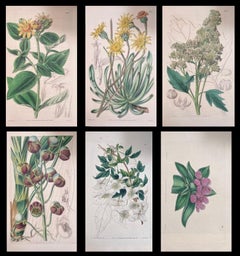 Conjunto de seis finos grabados botánicos británicos antiguos coloreados a mano, alrededor de 1900