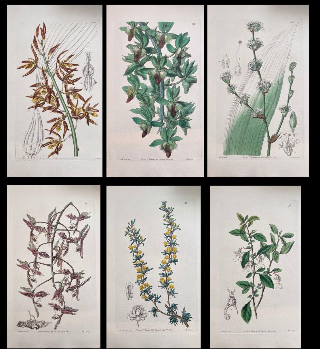 Unknown Still-Life Print - Set of Six Fine Antique British Hand Coloured Botanical Prints, circa 1900's