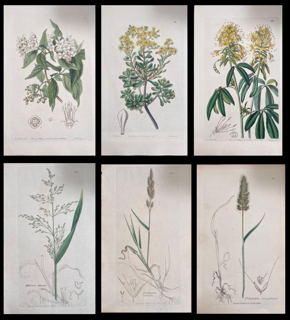 Set of Six Fine Antique British Hand Coloured Botanical Prints, circa 1900's - Art by Unknown
