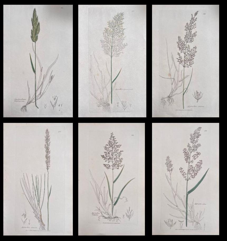 Set of Six Fine Antique British Hand Coloured Botanical Prints, circa 1900's - Art by Unknown