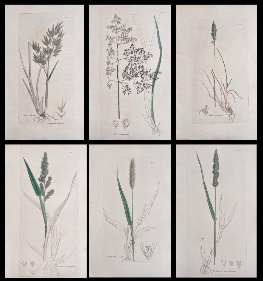 Set of Six Fine Antique British Hand Coloured Botanical Prints, circa 1900's - Art by Unknown