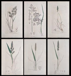 Conjunto de seis finos grabados botánicos británicos antiguos coloreados a mano, alrededor de 1900