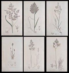 Set of Six Fine Antique British Hand Coloured Botanical Prints, circa 1900's