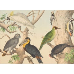 Set of Six Framed Bird Prints Continental 20th Century Natural History