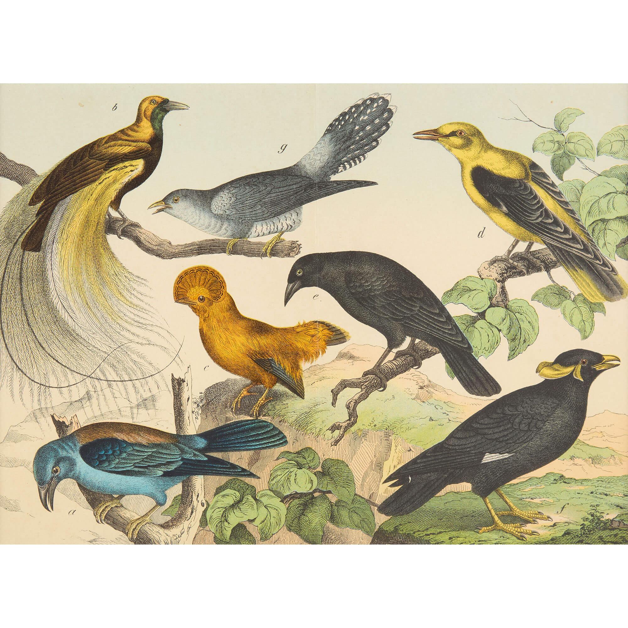 Set of Six Framed Bird Prints Continental 20th Century Natural History en venta 1