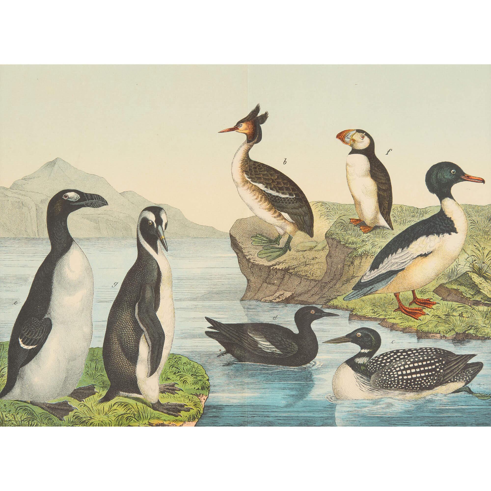 Set of Six Framed Bird Prints Continental 20th Century Natural History en venta 2