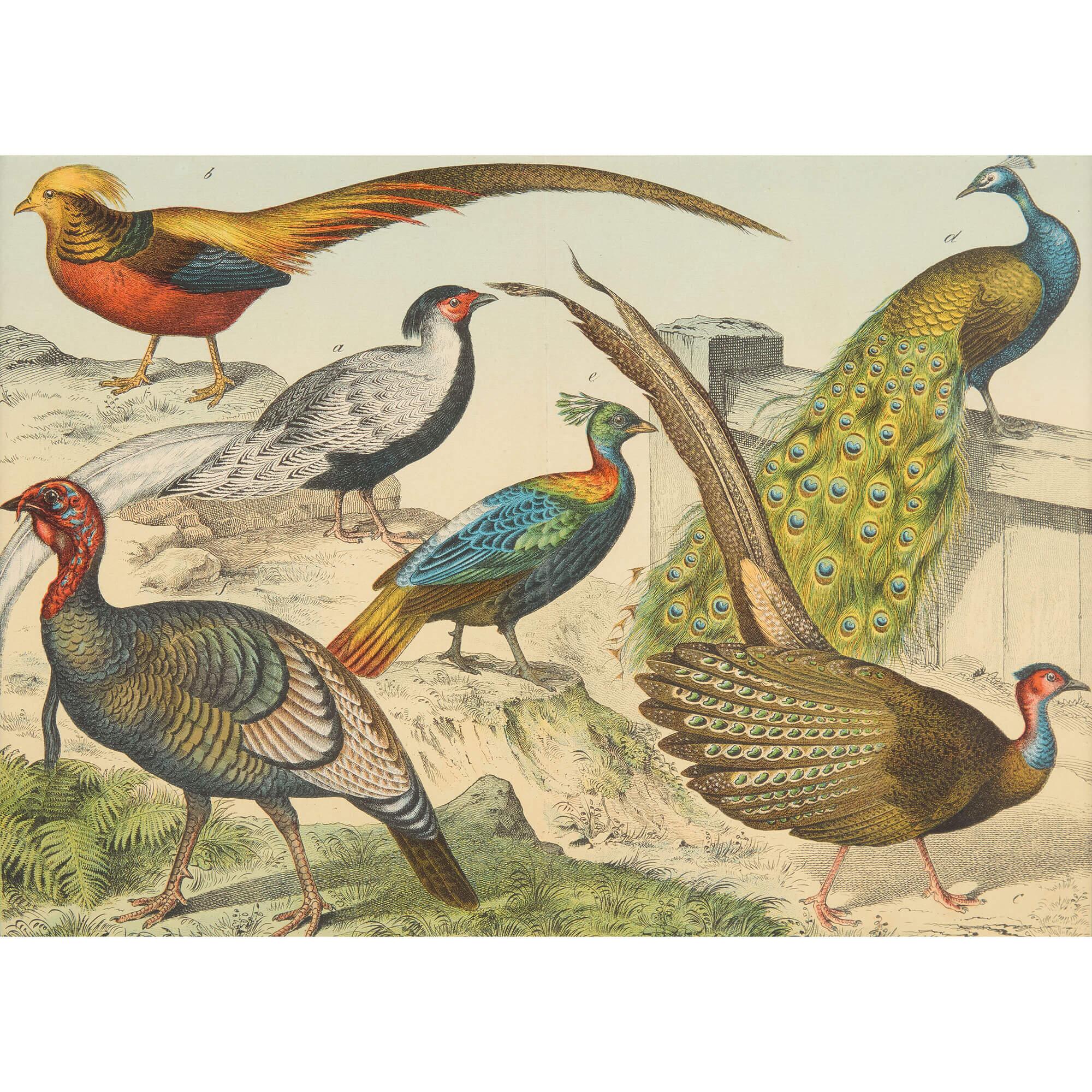 Set of Six Framed Bird Prints Continental 20th Century Natural History en venta 3