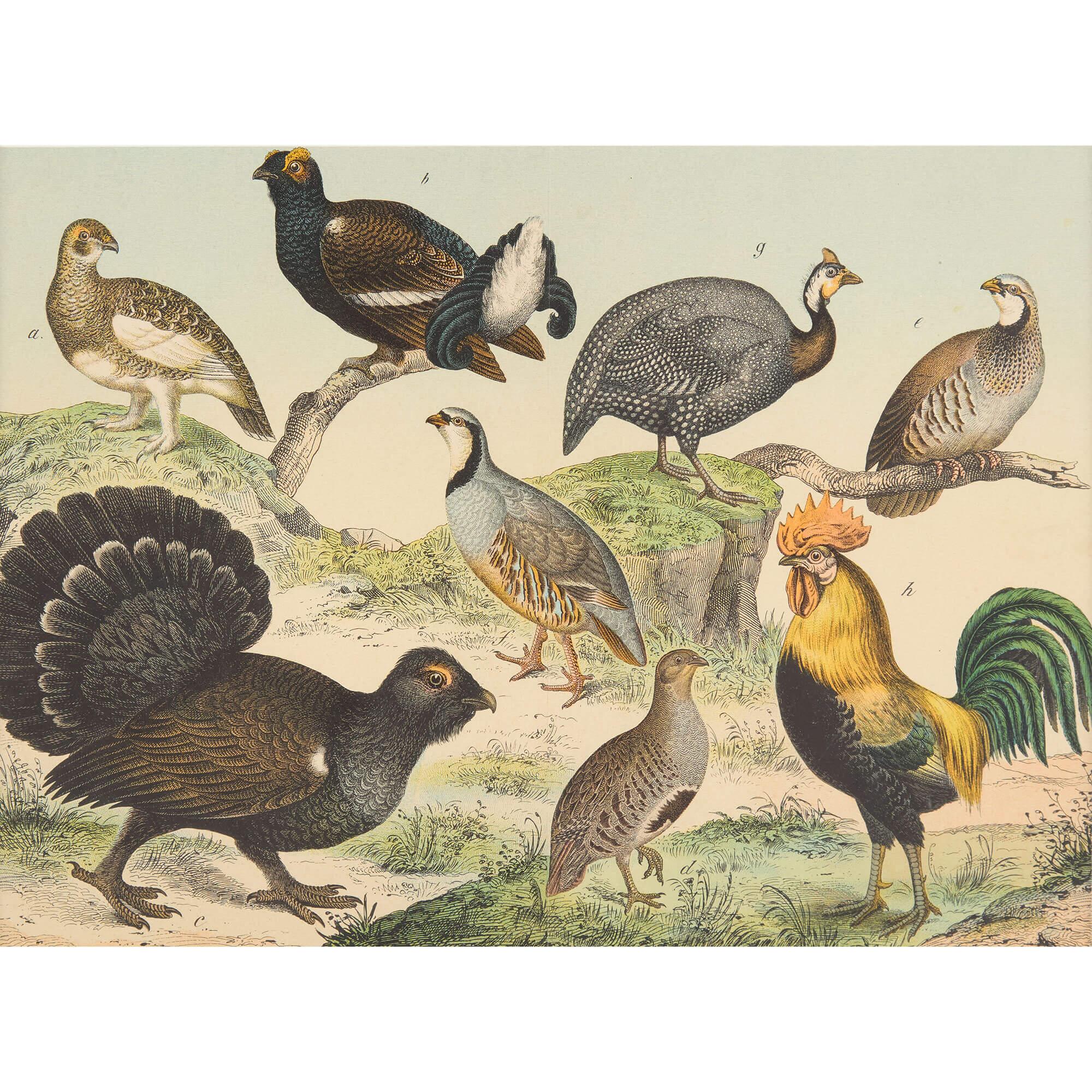 Set of Six Framed Bird Prints Continental 20th Century Natural History en venta 4