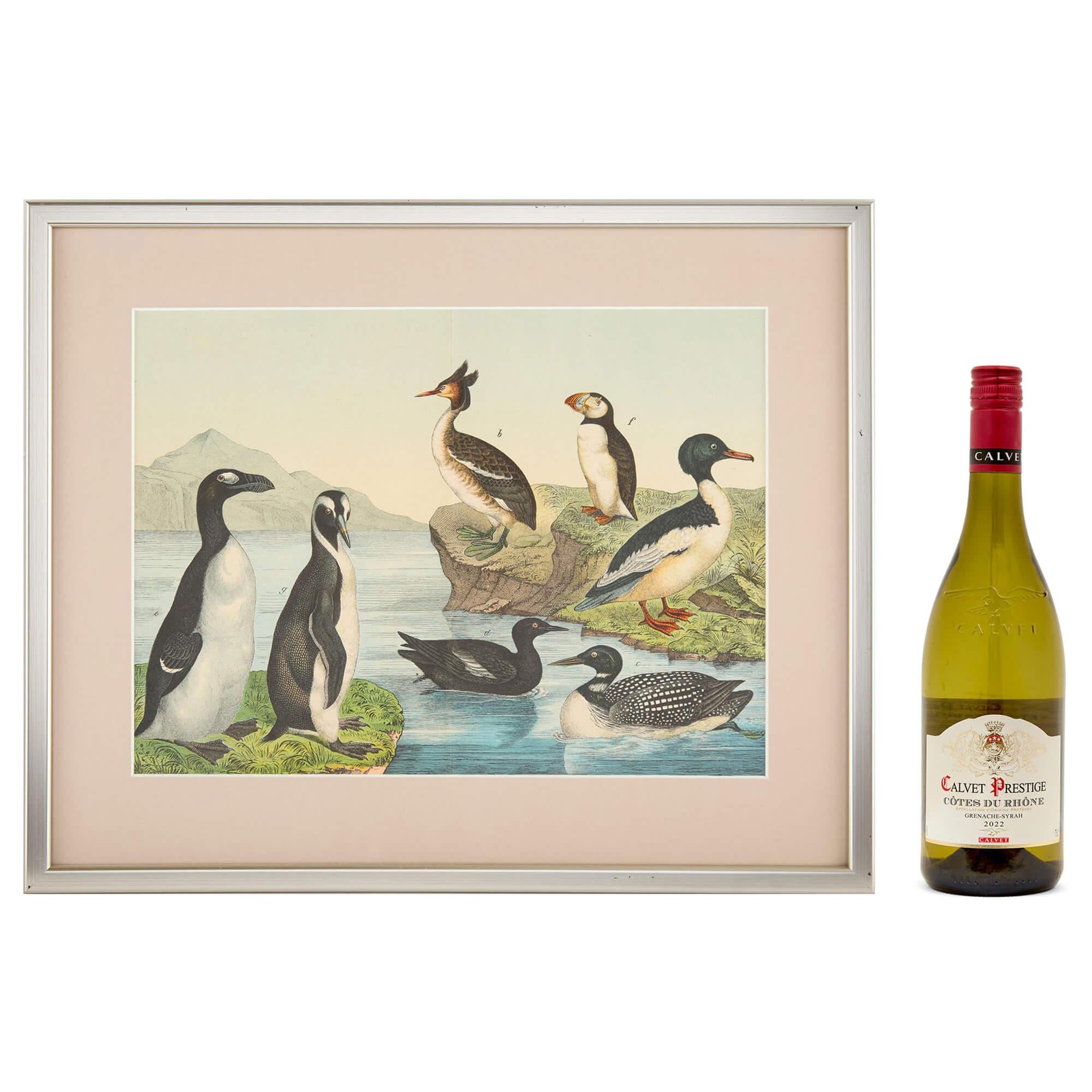 Set of Six Framed Bird Prints Continental 20th Century Natural History en venta 5