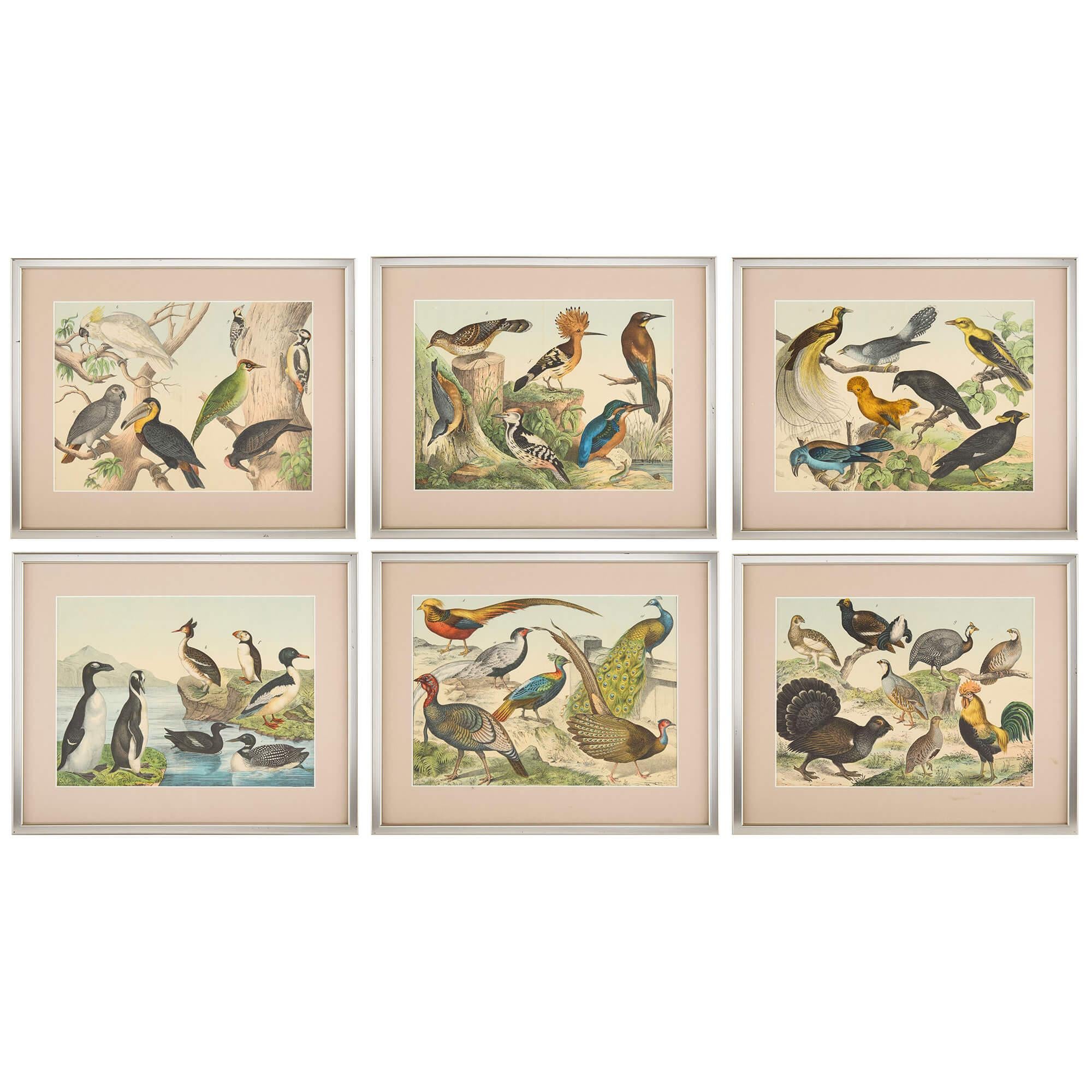Animal Print de Unknown - Set of Six Framed Bird Prints Continental 20th Century Natural History