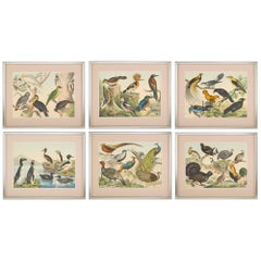 Set of Six Framed Bird Prints Continental 20th Century Natural History