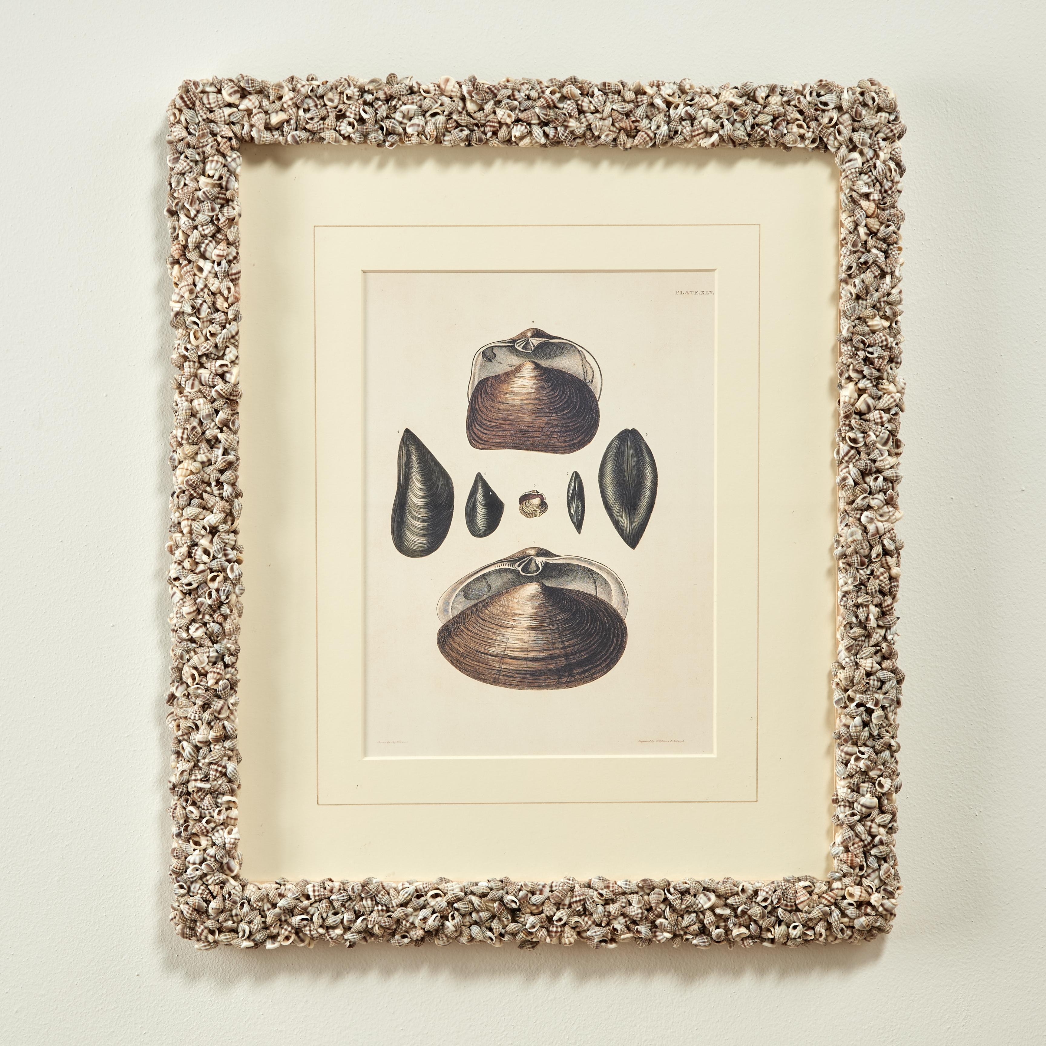 Set of Six Seashell Prints in Seashell Encrusted Frames For Sale 9