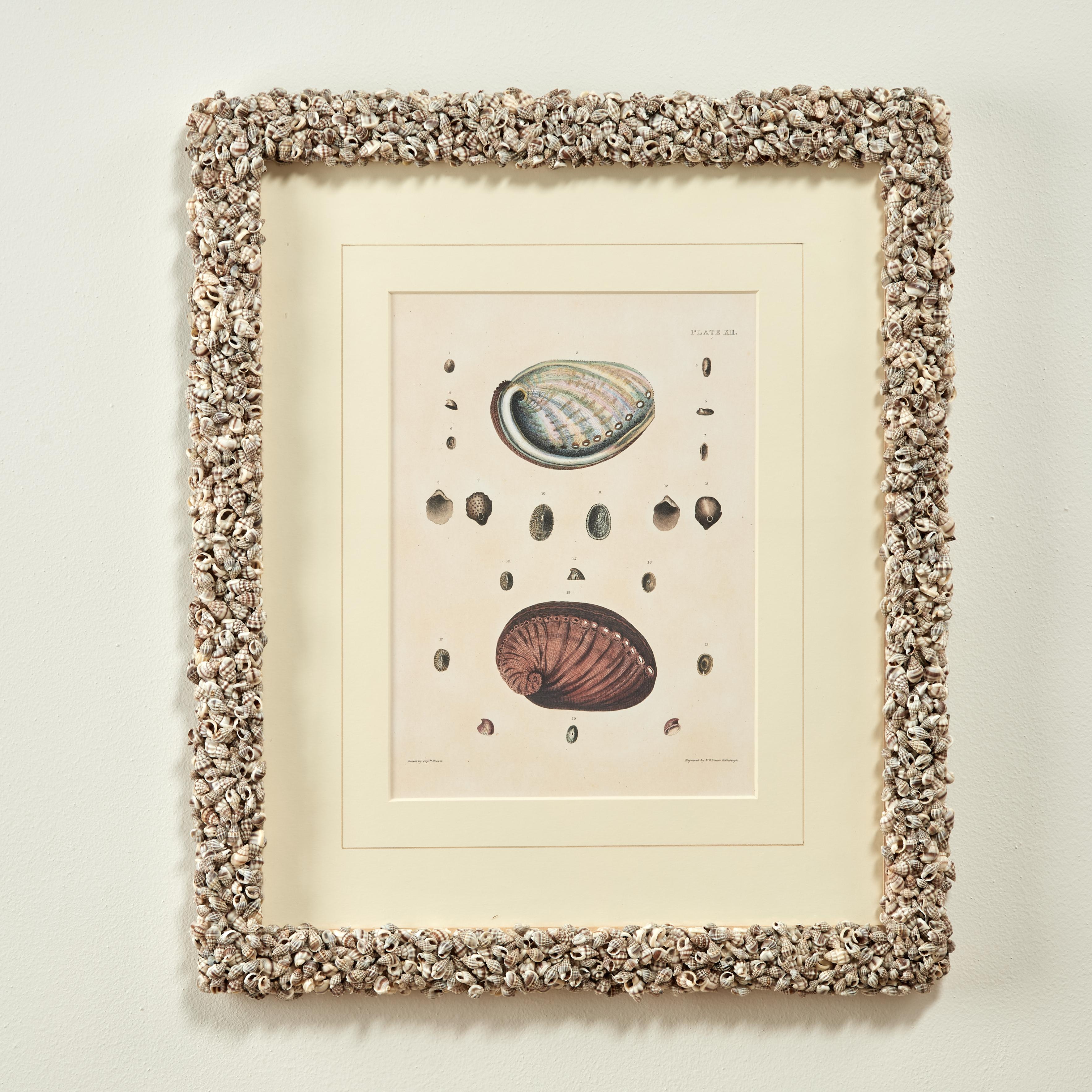 Set of Six Seashell Prints in Seashell Encrusted Frames For Sale 11