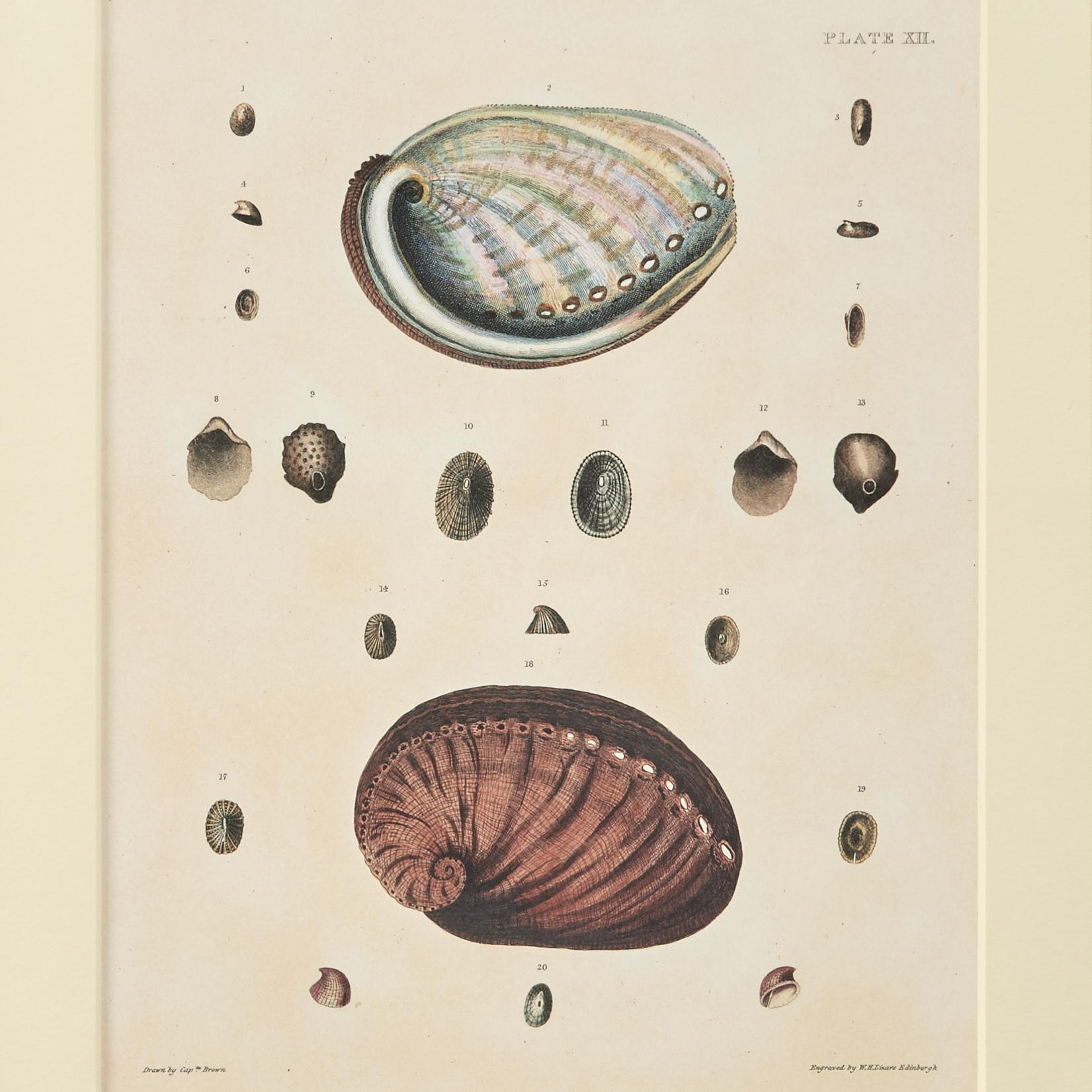 Set of Six Seashell Prints in Seashell Encrusted Frames For Sale 12