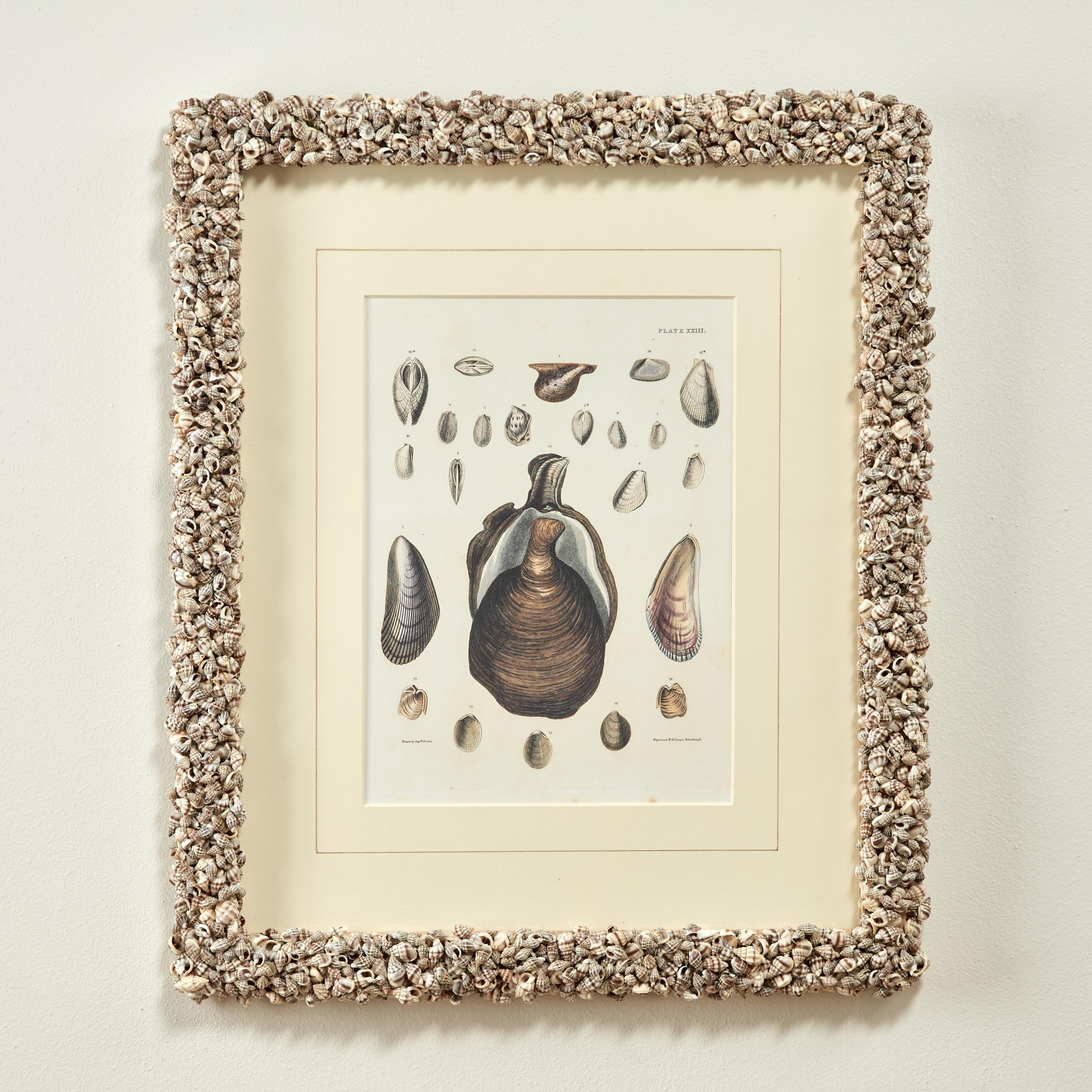 Set of Six Seashell Prints in Seashell Encrusted Frames For Sale 13