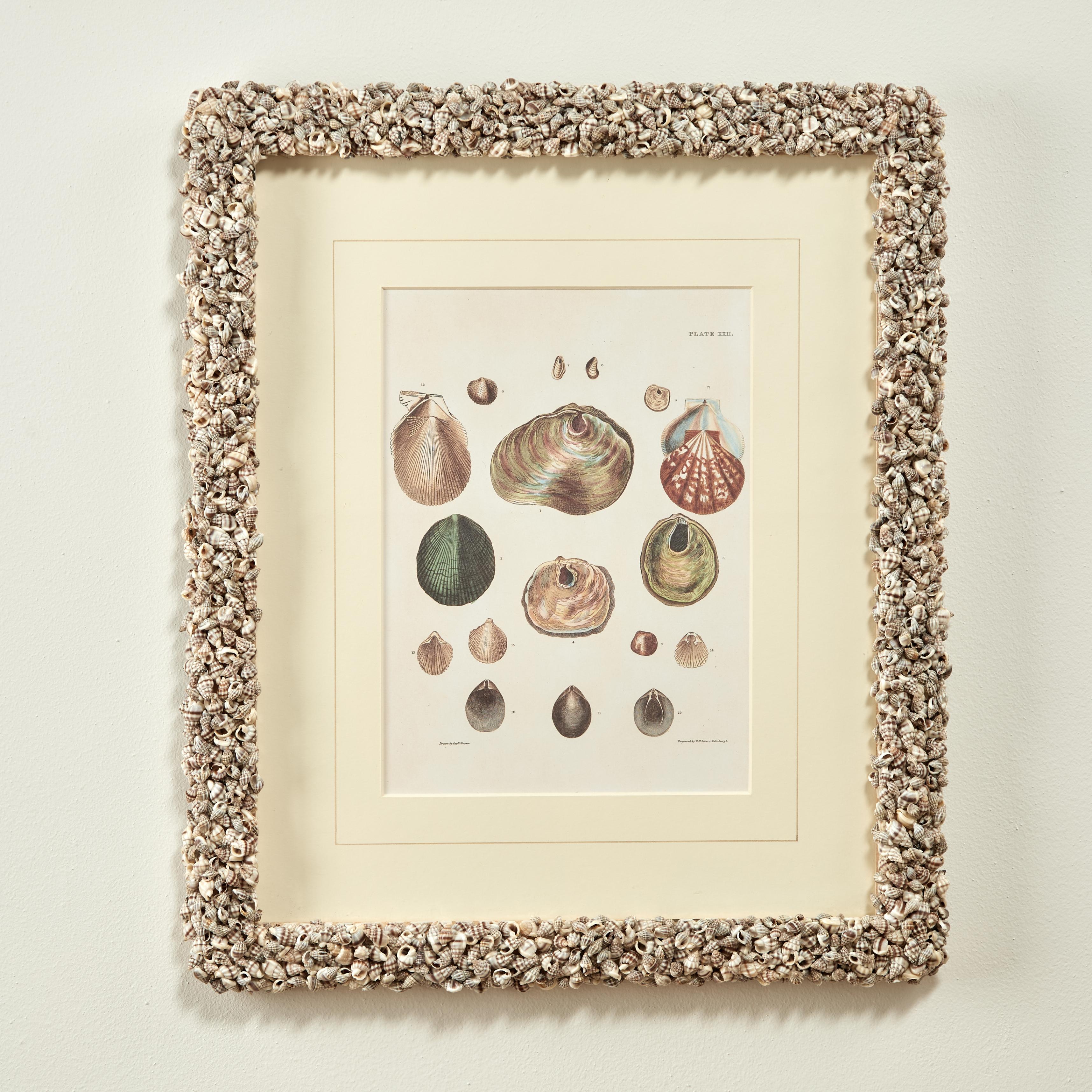Set of Six Seashell Prints in Seashell Encrusted Frames For Sale 1