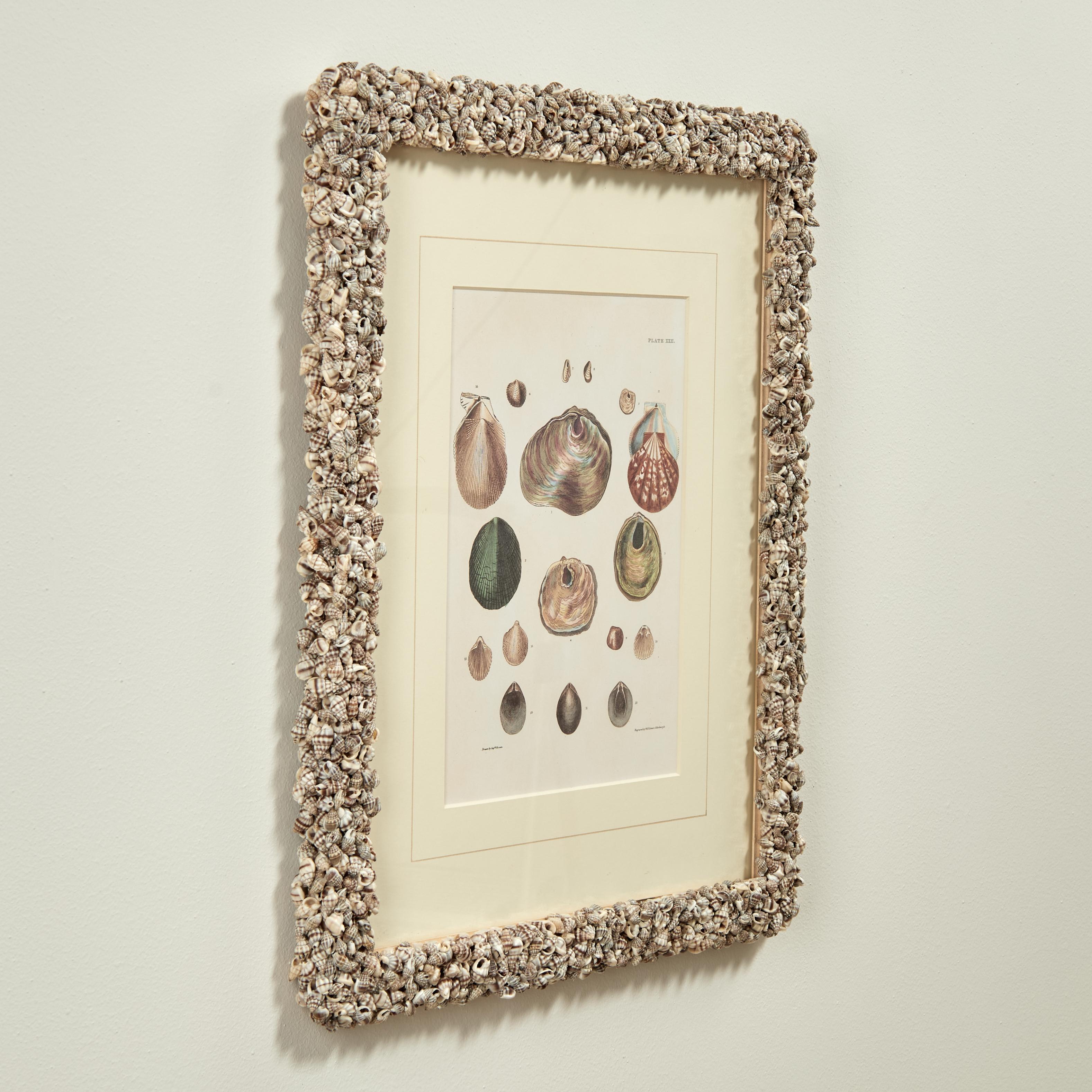 Set of Six Seashell Prints in Seashell Encrusted Frames For Sale 2