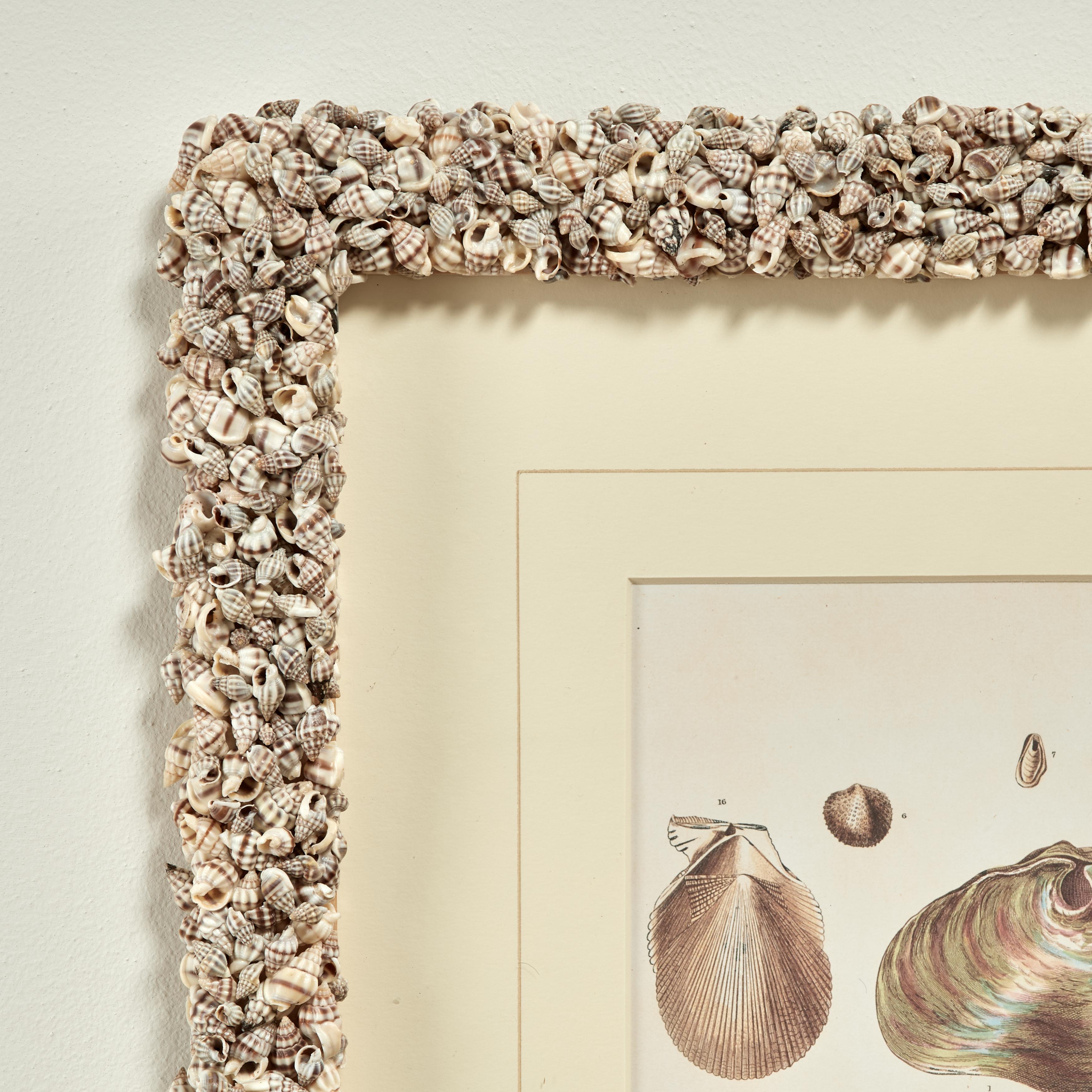 Set of Six Seashell Prints in Seashell Encrusted Frames For Sale 3
