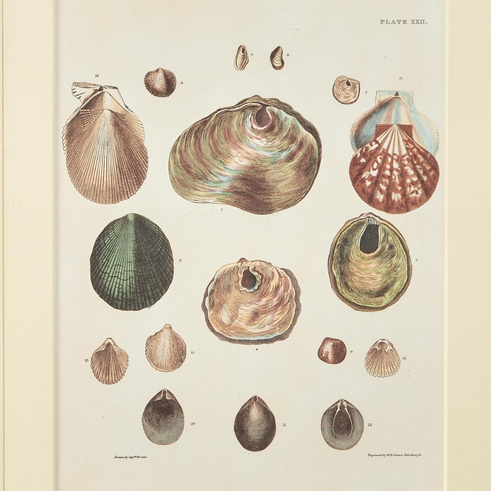Set of Six Seashell Prints in Seashell Encrusted Frames For Sale 4